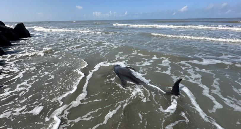 臺南七股青山漁港4隻擱淺鯨豚 海保署MARN團隊搶救中