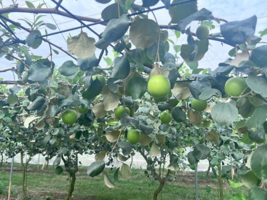 季節限定的甜脆滋味 棗搶鮮好時機