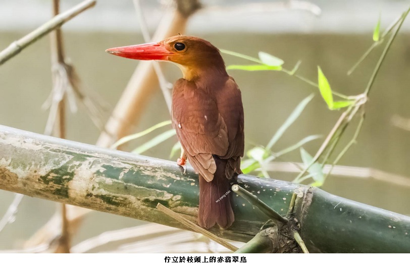 「紅色法拉利」-赤翡翠鳥現蹤衞武營、拍鳥達人「吳楊欽」南下高雄掠影