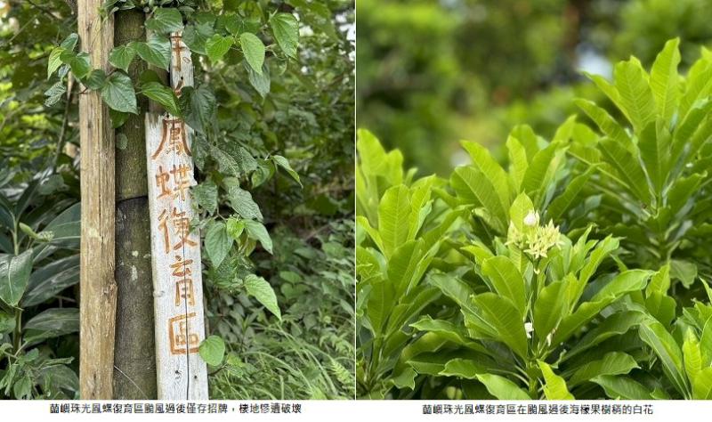 東大教授再尋蘭嶼珠光未果  引發蘭嶼居民憂心