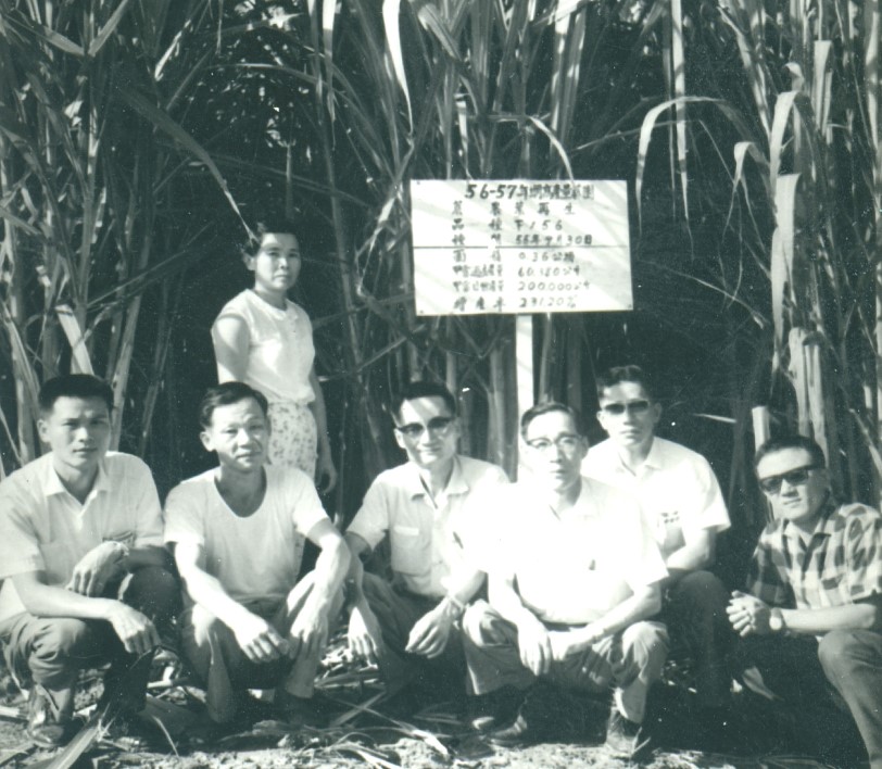 溪洲「甘蔗大戶」葉再生 糖廠鼓勵