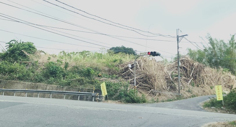 內門竹子枯倒 明年無筍可吃?