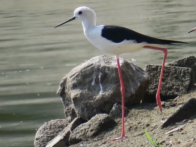 濱海濕地第一美腿的鳥「高蹺鴴」