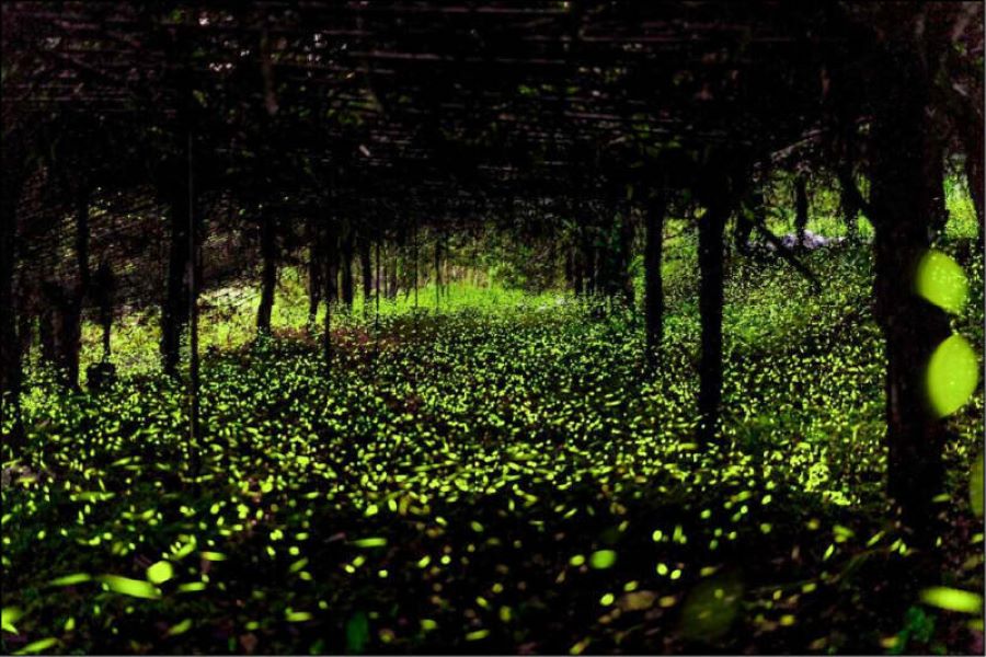 出席那瑪夏賞螢暨水蜜桃季系列推廣活動 陳其邁：歡迎民眾體驗人生必去賞螢季