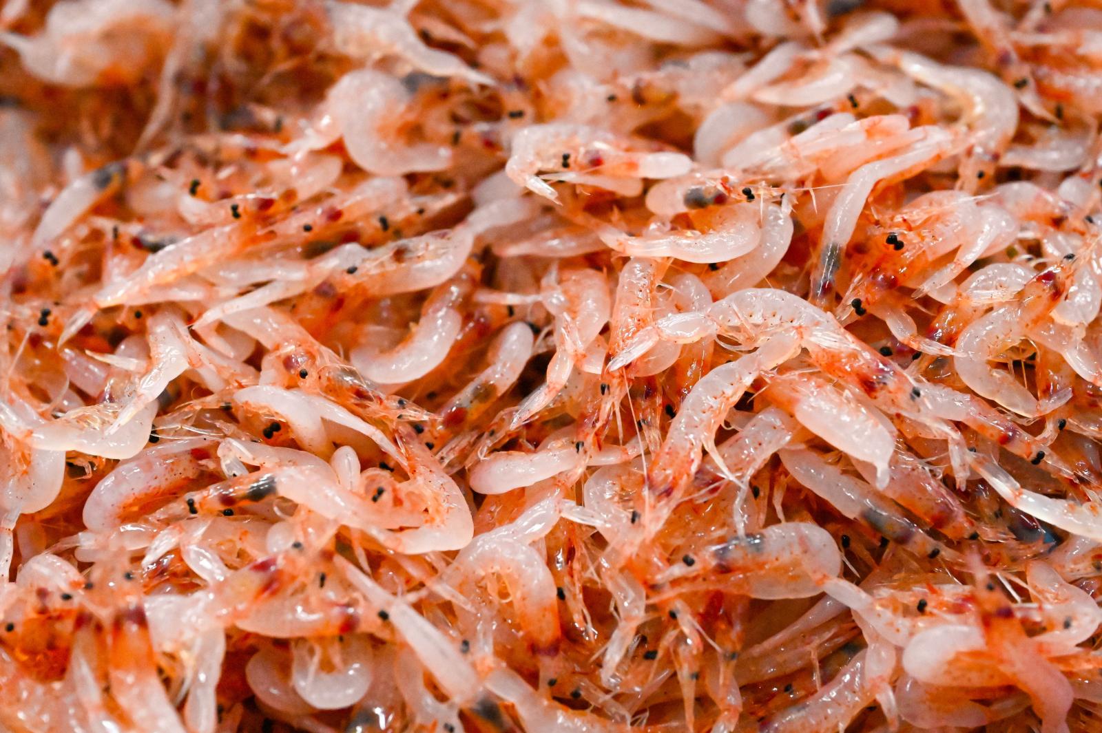 東港櫻花蝦拍賣場通過HACCP 系統驗證 打造現代化拍賣市場新標竿