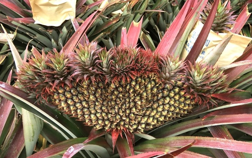 大樹著名金鑽鳳梨 時序進入採收期