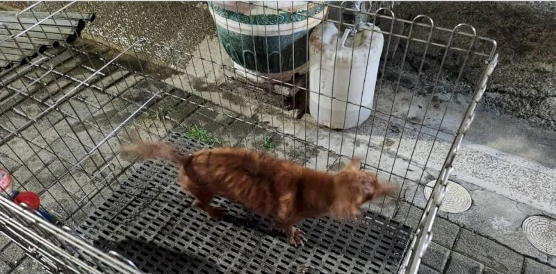 台南寵物店凌晨火警25犬成焦屍倖存1臘腸狗