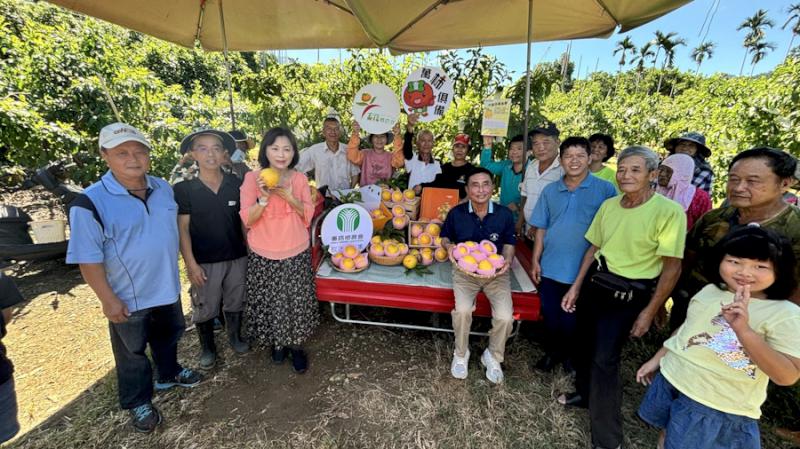 嘉義番路鄉農會夏季第一批黃金果亮相 農會呼籲一起用行動支持用心的農民