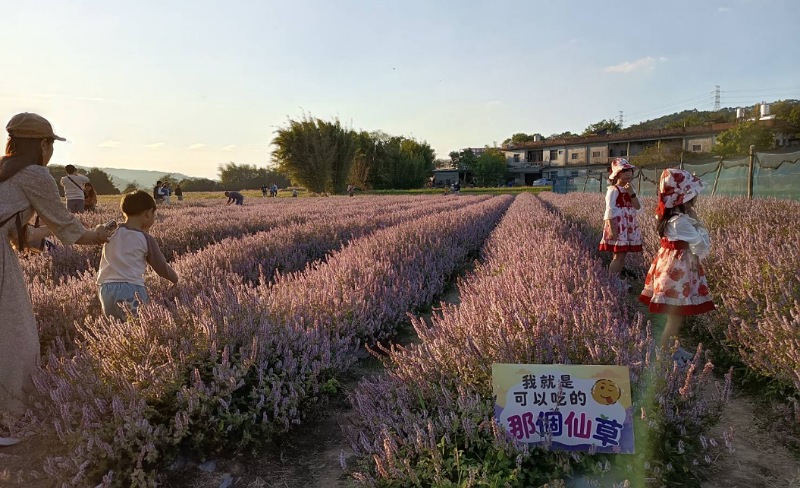 竹縣關西仙草節湧人潮        這兩週將迎來滿開盛景