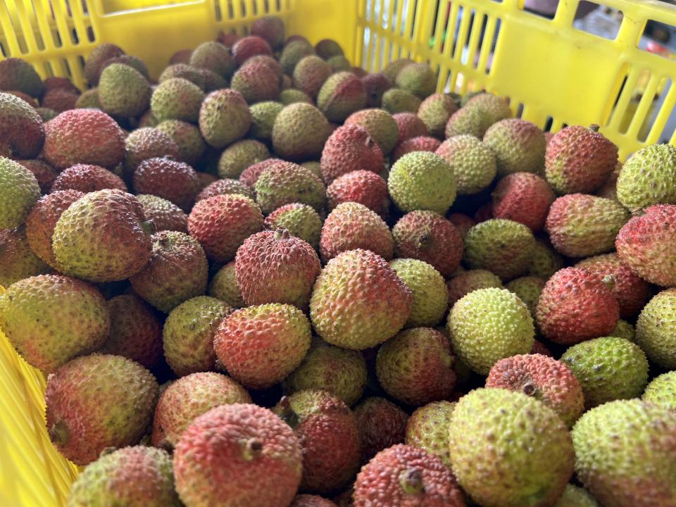 高市玉荷包荔枝115年產量預估14000公噸 獎勵貿易商外銷