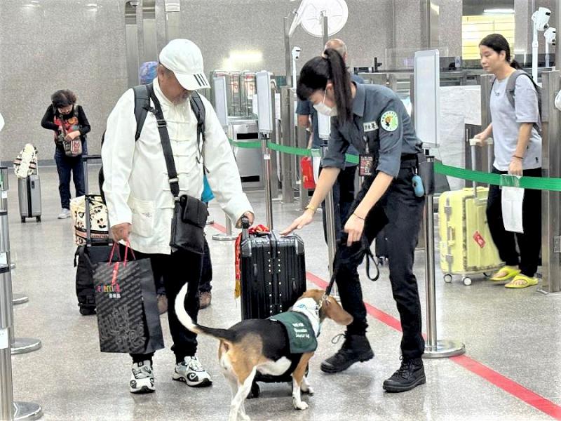 高雄關聯合動植物防疫檢疫署加強金門小三通查緝，全力防堵非洲豬瘟入侵