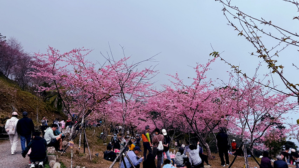 粉紅風暴席捲山城!桃源櫻花季開跑 健走抽 iPad、音樂會接力登場