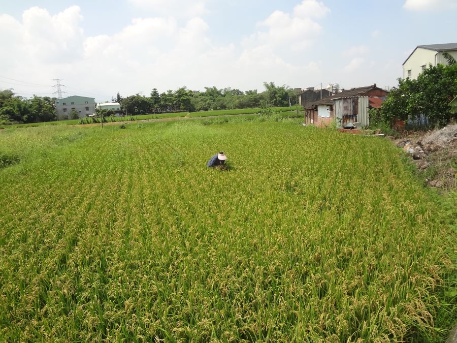 稻米安全管理制度 築起四道防線 守護全民餐桌