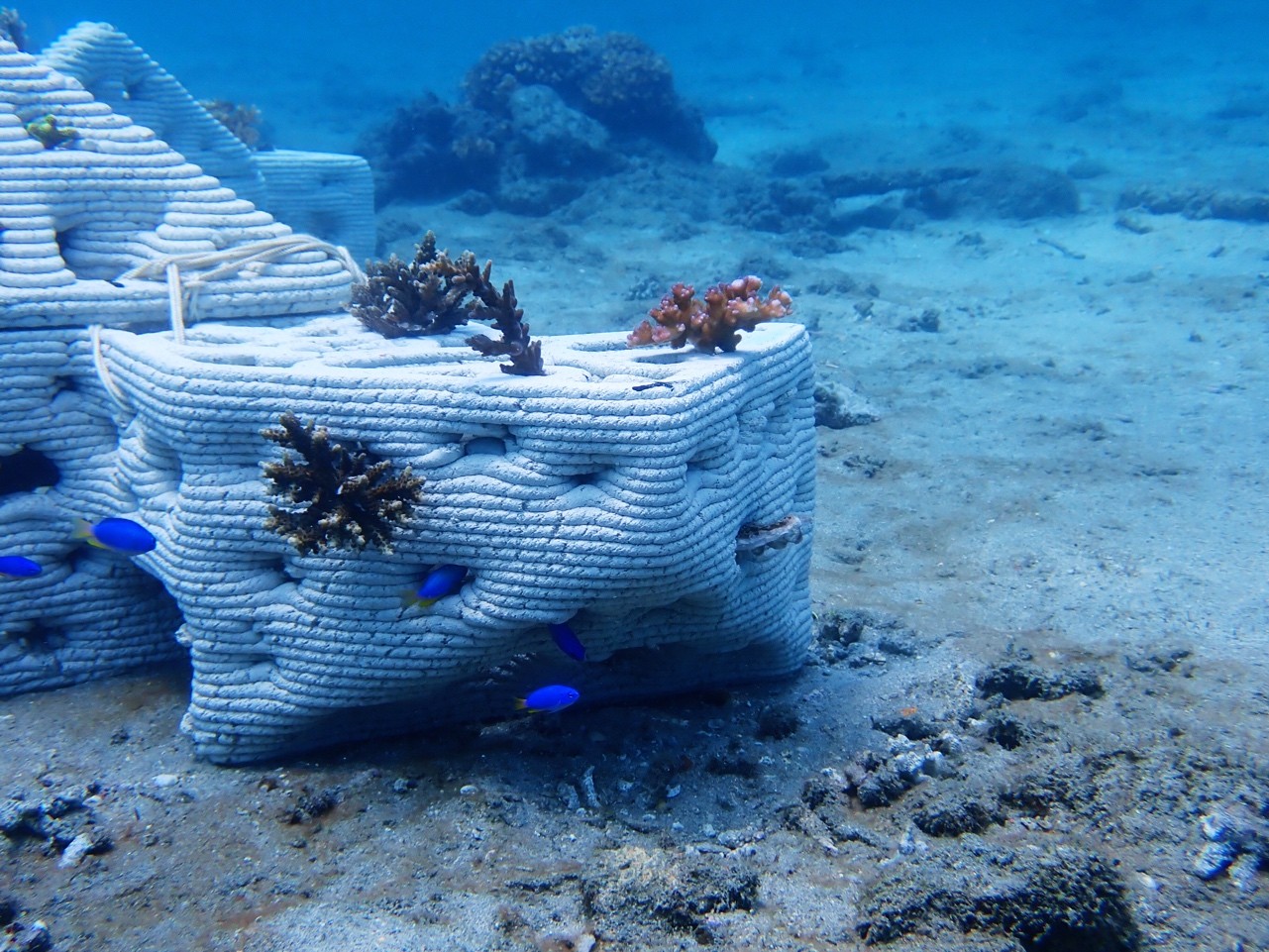 海洋委員會科研成果躍登歐洲！ 成大團隊赴比發表「澎湖海洋循環經濟」模式