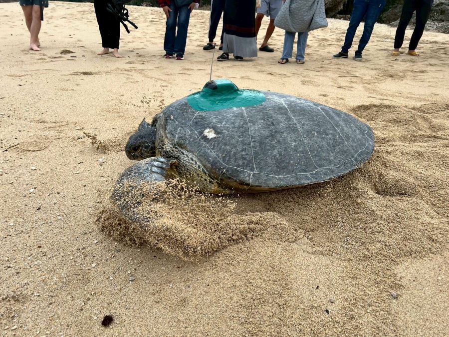 暖化下冬季母龜產卵 海保署啟動衛星追蹤