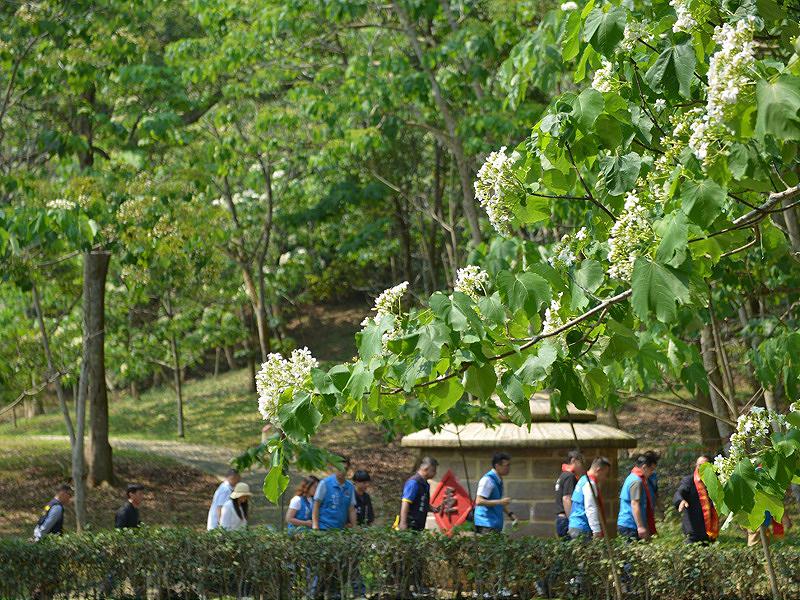 苗栗客家大院桐花盛開        鍾東錦化身伯公仔發麻糬「黏錢」