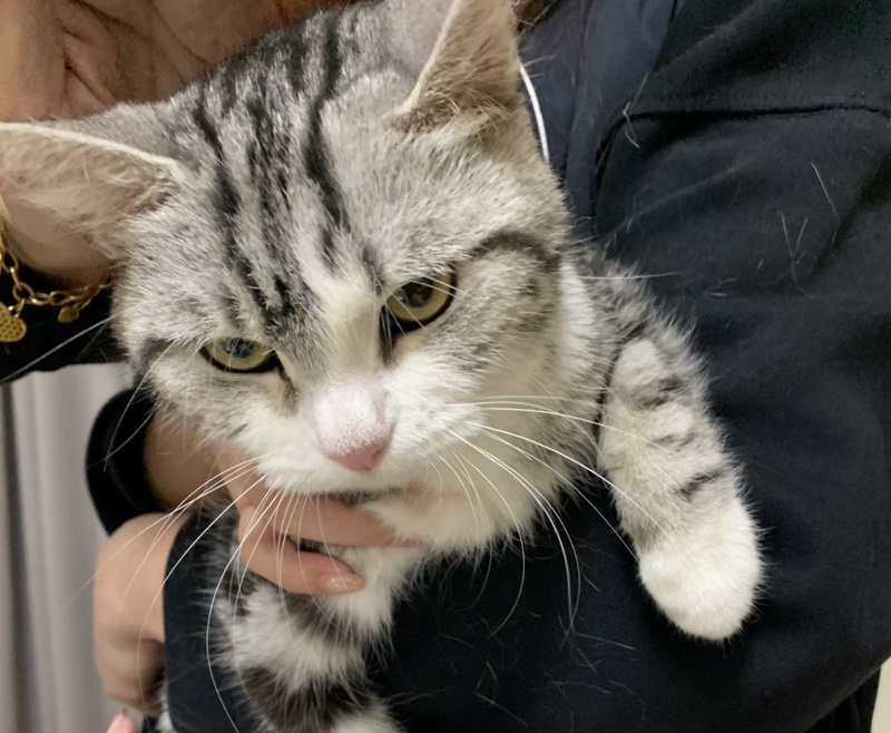 嘉縣家畜所重罰11萬 房客人間蒸 貓咪受困險餓死