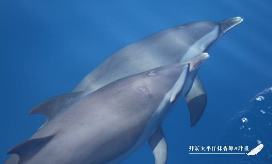 海保署攜手在地力量 守護海洋成果豐碩