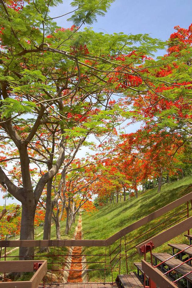 熱情「橘紅織錦」盛開 鳳凰木繪出城市天際線