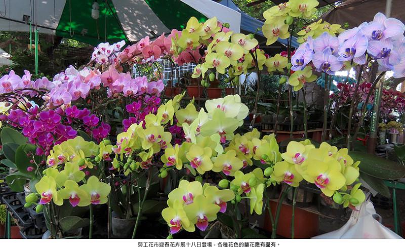 勞工花市迎春花卉展  隆登場囉