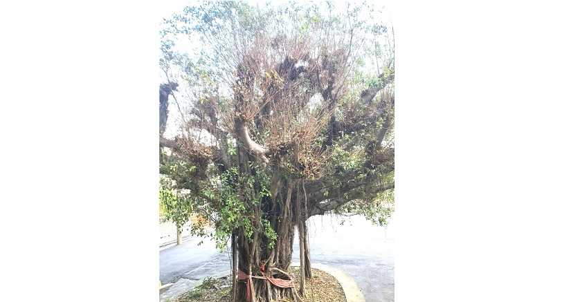 溪洲地標清水寺「歡喜榕樹」 生病枯萎了
