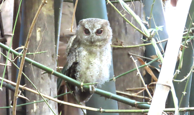 貓頭鷹現蹤舊鐵橋濕地  莊景淵守候拍攝入鏡