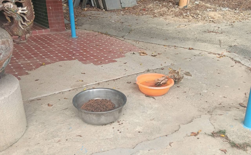 嘉義仁義潭、蘭潭浪犬數量恐破千 嘉畜所：源頭管理才是關鍵