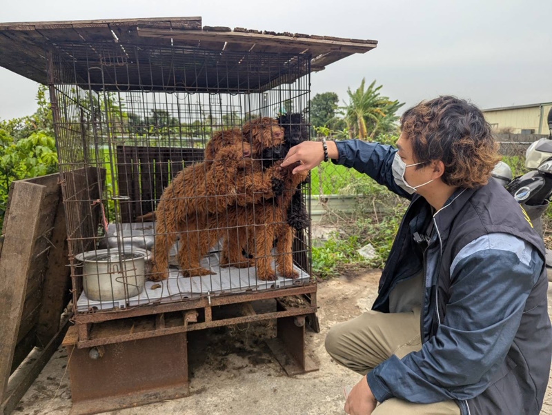 最高可罰300萬 嘉縣查家畜所查獲黑心繁殖狗場 63隻品種犬全數沒入