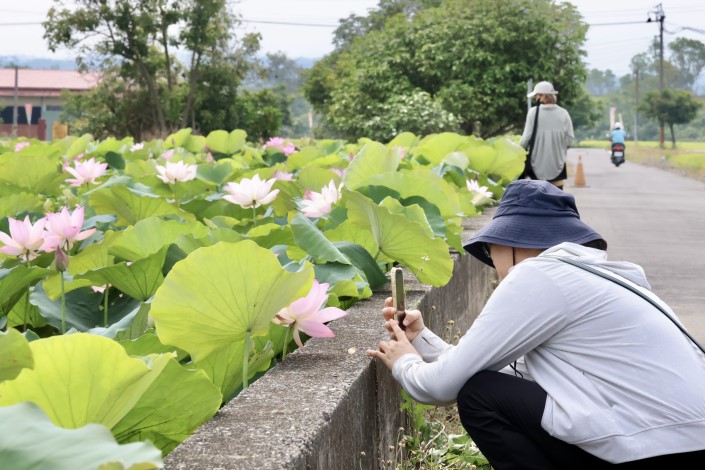 台南白河蓮花季開跑至7月