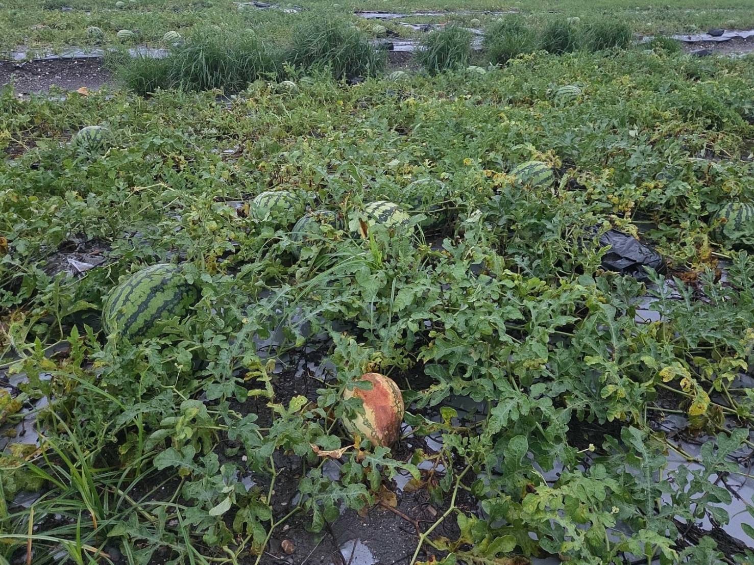 0605、0608豪雨致農損 屏東縣全力辦理現金救助