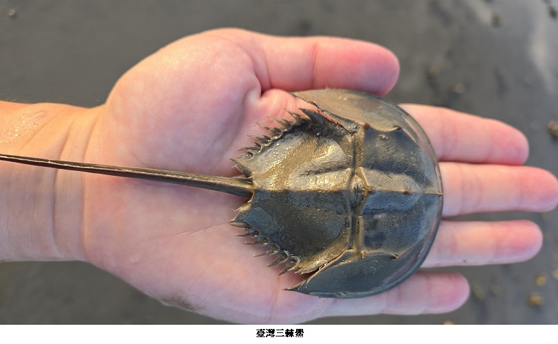 復育台灣「活化石」鱟類　中山大學張懿獲海洋保育貢獻楷模獎