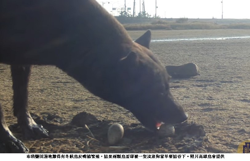 錄影存證  這次確定是流浪狗惹的禍