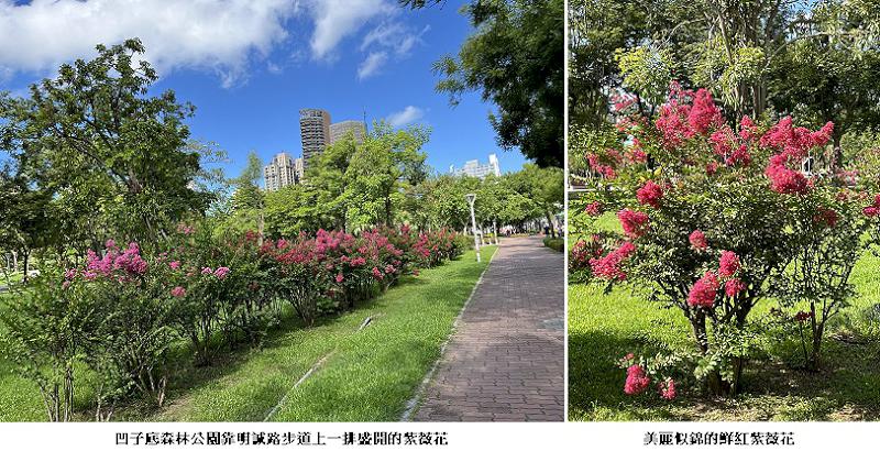 高雄市凹子底公園紫薇花盛開