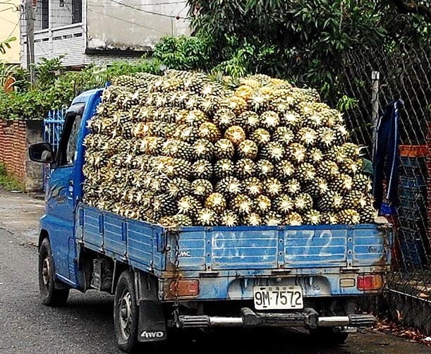 大樹金鑽鳳梨  市場具競爭力