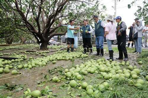颱風襲台南文旦落果嚴重估收成剩1成