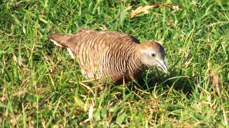 外來種「斑馬鳩」繁衍快 已反客為主