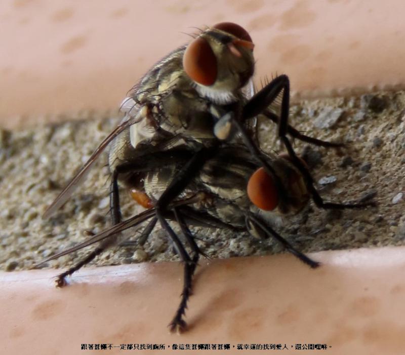 蜜蜂找花朵  蒼蠅找廁所？