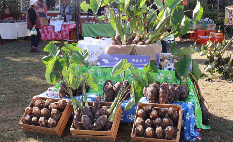 公館芋頭節登場　鍾東錦：推動冷鏈設備、智慧農業 保障農民收益