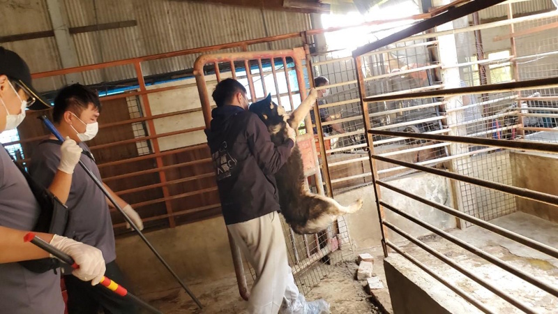 嘉縣近期查獲兩起犬隻疑遭割聲帶案已移送偵辦