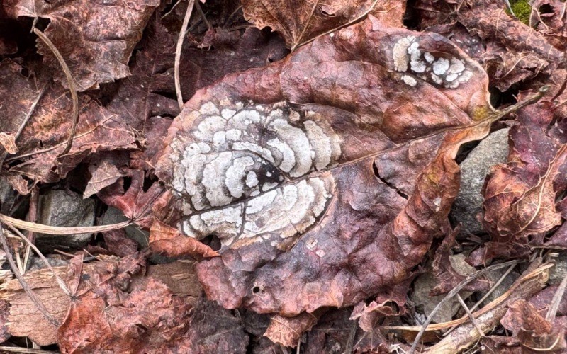 石山幽徑的枯葉玫瑰：此心安處，落葉成花
