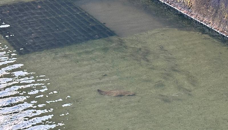 一灘水窪的故事！