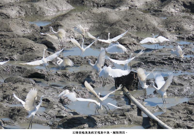 石斑魚「捅的窩」，魚塭變成池中池