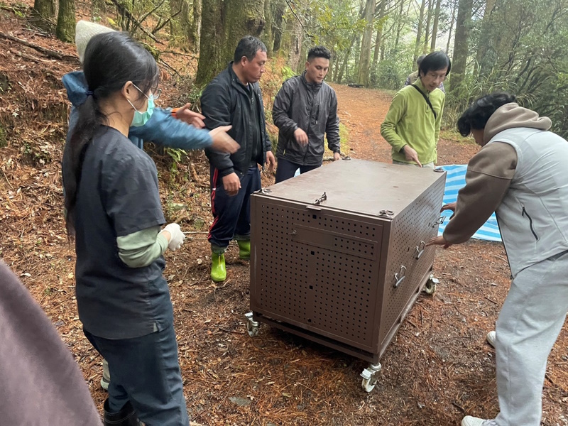 林業保育署攜手阿里山鄒族部落 成功捕捉侵擾黑熊回放山林