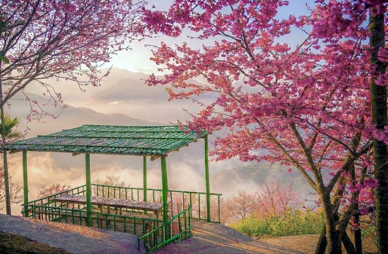 南投水里「阿本農場」櫻花綻放!粉紅花海接力盛開 2026 賞櫻季正式啟動