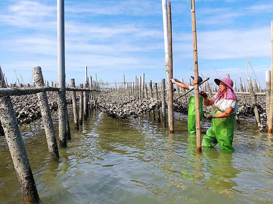 台南北門區蘆竹溝社區平掛式牡蠣養殖獲農村好藝獎