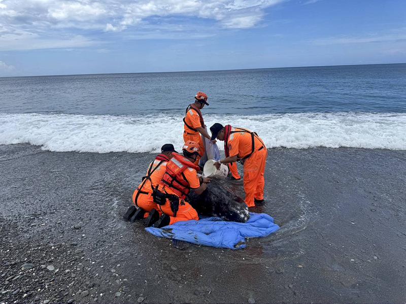屏東旭海發現活體花紋海豚擱淺 MARN啟動救援機制持續處置中