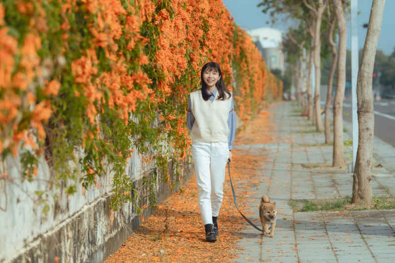 嘉義市揭開花季序幕 炮仗花瀑綻放迎新春
