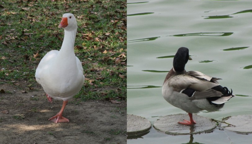 金雞獨立   鴨鵝也是有練過的