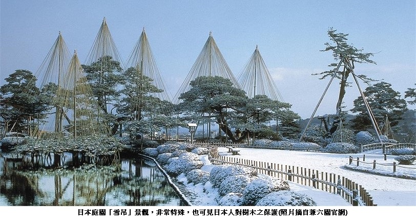 日本庭園的特殊景觀「雪吊」之美