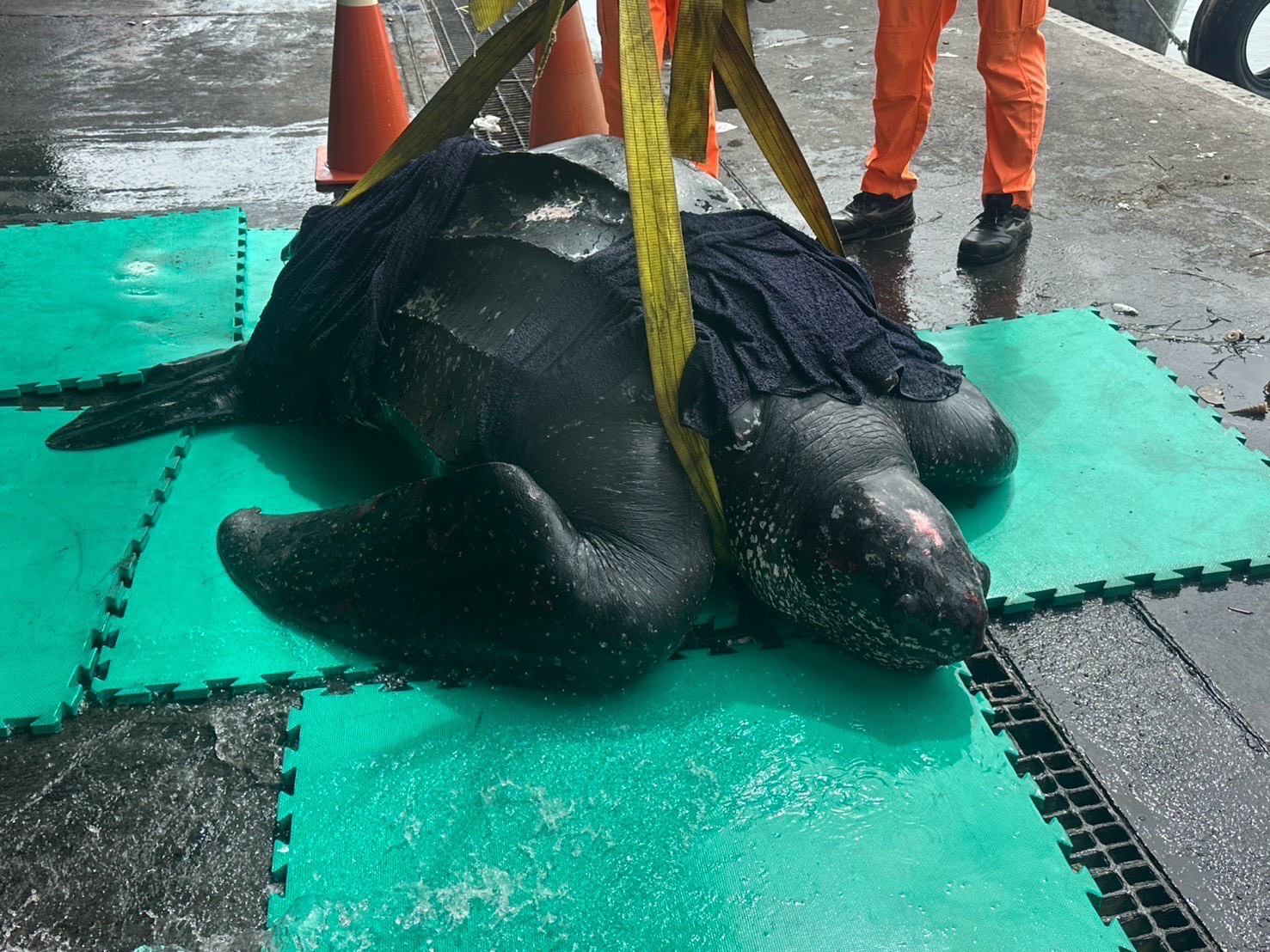 颱風離台誤捕瀕絕海洋嬌客　海巡海保緊急救援平安野放
